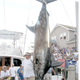 Illustration for article titled Fisherman Loses $900,000 Record Marlin Due To $5 Fishing License